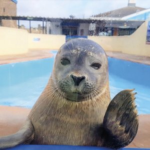 Natureland Seal Sanctuary