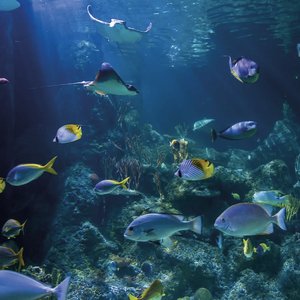 Skegness Aquarium